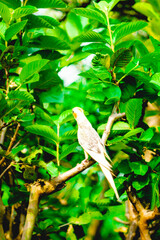  the female  Cockatiel Nymphicus commonly retains the horizontal barring on the underside of her tail feathers.