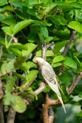  the female  Cockatiel Nymphicus commonly retains the horizontal barring on the underside of her tail feathers.