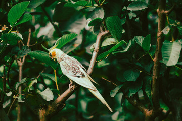 Nymphicus hollandicus  a grey coloured crest and face, Nymphicus hollandicus a dull orange patch on each of their cheeks. 