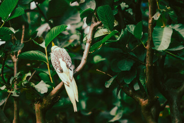  Most wild cockatiel chicks and juveniles look female, Cockatiel Nymphicus are virtually...