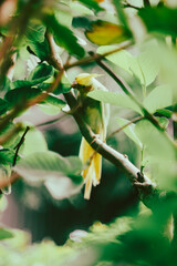 Cockatiel Nymphicus are virtually indistinguishable from the time of hatching,The face and crest of the female  Cockatiel Nymphicus will typically remain mostly grey with a yellowish tint