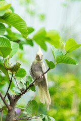Obraz premium The Cockatiel Nymphicus is the only member of the genus Nymphicus. Cockatiel Nymphicus was previously unclear whether the Cockatiel Nymphicus is a crested parakeet or small cockatoo