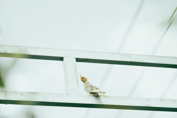 Cockatiel Nymphicus : Most wild cockatiel chicks and juveniles look female, Cockatiel Nymphicus are...