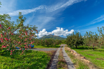 【青森県弘前市りんご】岩木山麓津軽の秋、りんご園は収穫中