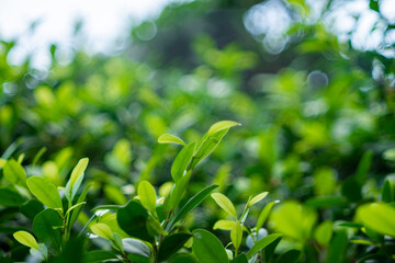 slightly wavy, the older leaves Ficus benjamina are green and smooth; the leaf blade Ficus benjamina is ovate to ovate-lanceolate with wedge-shaped to broadly rounded