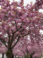 Naklejka premium Blooming sakura trees on the street in Germany