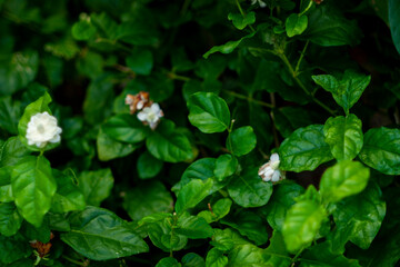 Tabernaemontana divaricata is not hardy  Tabernaemontana divaricata is grown as a house/glasshouse plant for  Tabernaemontana divaricata attractive flowers and foliage