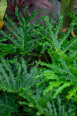 Philodendron Bipinnatifidum may be a possible pest problem. Note that the sap may cause skin...