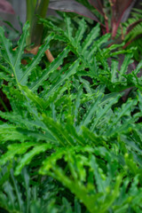 Philodendron Bipinnatifidum may be a possible pest problem. Note that the sap may cause skin irritation, Philodendron Bipinnatifidum all parts of the Philodendron Bipinnatifidum are poisonous if inges