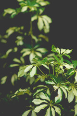 Radermachera Sinica has the ability to absorb negativity and Radermachera Sinica regulate energy for the space where Radermachera Sinica is placed,