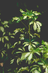 Radermachera Sinica has the ability to absorb negativity and Radermachera Sinica regulate energy for the space where Radermachera Sinica is placed,