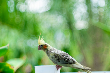 Cockatiel Nymphicus : Most wild cockatiel chicks and juveniles look female, Cockatiel Nymphicus are...