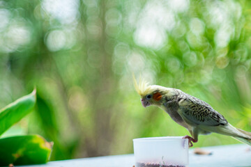 Cockatiel Nymphicus : Most wild cockatiel chicks and juveniles look female, Cockatiel Nymphicus are...