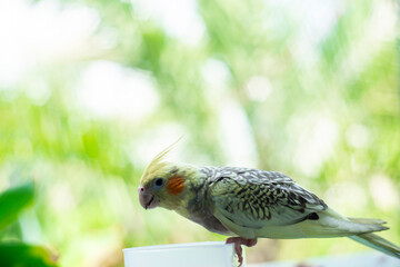 Cockatiel Nymphicus will typically remain mostly grey with a yellowish tint, and a less vibrant...