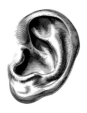 recommend clip art: ear engraving black and white outline