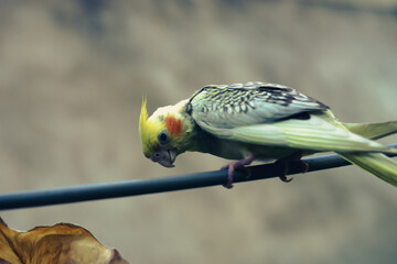 Nymphicinae. Cockatiel Nymphicus now classified as the smallest subfamily of the Cacatuidae...