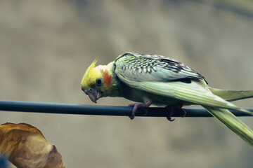 Nymphicinae. Cockatiel Nymphicus now classified as the smallest subfamily of the Cacatuidae...