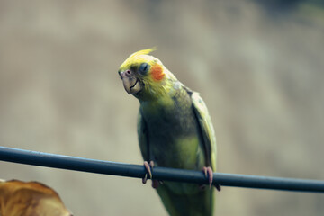 Nymphicinae. Cockatiel Nymphicus now classified as the smallest subfamily of the Cacatuidae...