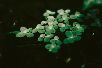 ,Lemna minor is a popular plant with farmers. Lemna minor is an aquatic Lemna minor that not only...