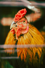 hundreds of millions of Vietnamese dong.
Three chickens standing on a patch of grass in the snow during winter.Midsection of man with chicken.