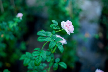 One of the effects of Rosa damascena on the central nervous system Rosa damascena is its hypnotic effect. Ethanolic, aqueous, and chloroformic extracts from Rosa damascena 