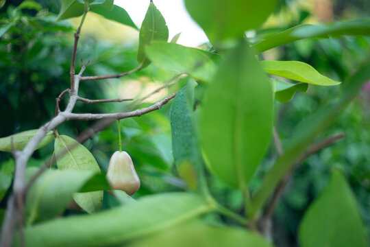 Full frame shot of Syzygium samarangense,Syzygium samarangense,Cloud Apple, Mountain Apple,A pile of pink rose apple or called in other name jawa apple or Syzygium samarangense