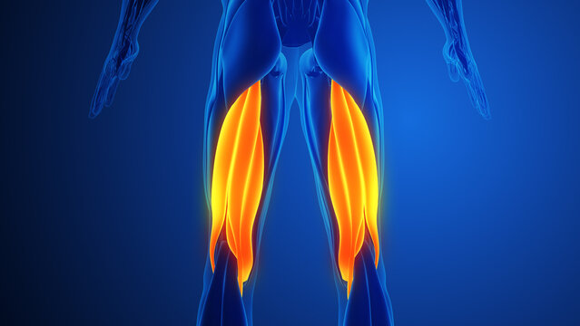 Hamstring Muscle Pain with blue background