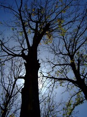 silhouette of tree