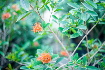 Xanthostemon youngii Planted along roadsides or parks in Singapore but usually found near coastal areas in its native habitat of Cape York Peninsula, Queensland, Australia.