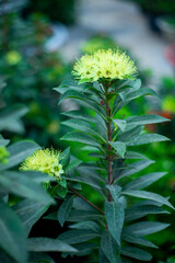 Xanthostemon chrysanthu, derived from Greek words ‘khrusos’ and ‘anthos’. Introduced to Singapore in 1982 from Cairns, Australia, where it is the flora emblem.