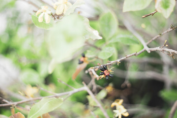 wild. Ochna integerrima species with brown stems, large glossy green leaves, serrated edges on the leaves, yellow flowers, growing in bunches in the shape of a daisy
