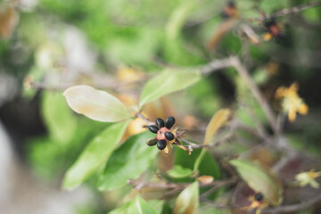 wild. Ochna integerrima species with brown stems, large glossy green leaves, serrated edges on the leaves, yellow flowers, growing in bunches in the shape of a daisy