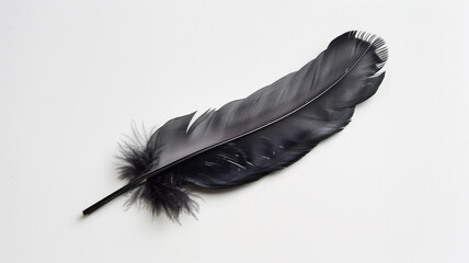 Fototapeta premium A single black feather on a white background