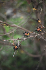  Ochna integerrima has a straight, round stem and flowers clustered on the branches. If Ochna integerrima have flowers with five small petals, Ochna integerrima are called 