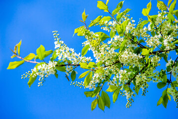 Bird cherry branches in the garden in spring
