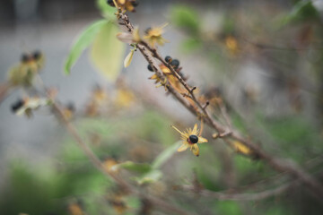  Ochna integerrima has a straight, round stem and flowers clustered on the branches. If Ochna integerrima have flowers with five small petals, Ochna integerrima are called 