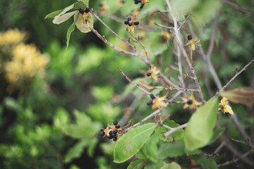  Ochna integerrima has a straight, round stem and flowers clustered on the branches. If Ochna integerrima have flowers with five small petals, Ochna integerrima are called 