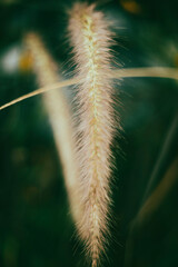 The leaves Pennisetum purpureum are bright green, about 60cm long, 2cm wide and quite soft. Pennisetum purpureum has the advantage of being easy to grow