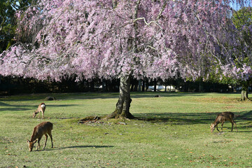 鹿が造る正倉院おかっぱ桜のディアーライン