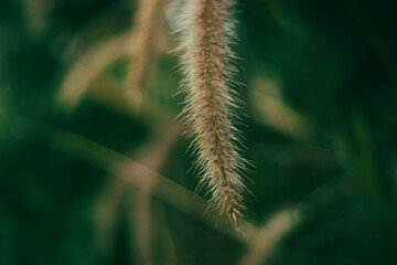 Obraz premium fast growing, and high yield. Pennisetum purpureum has a higher nutritional value than many other grass varieties. Pennisetum purpureum crude protein accounts for 19.69%, fat