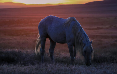 Wild horse