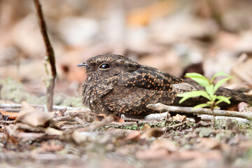 The collared puffbird (Bucco capensis) is a species of bird in the family Bucconidae, the puffbirds, nunlets, and nunbirds. This photo was taken in Colombia.