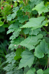 Old  Benincasa hispida can be up to 2m long, cylindrical in shape, with many flat seeds inside.  Benincasa hispida are often grown on trellises 