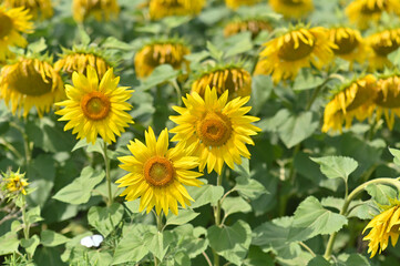 blooming sunflower flowers. natural sunflower background.