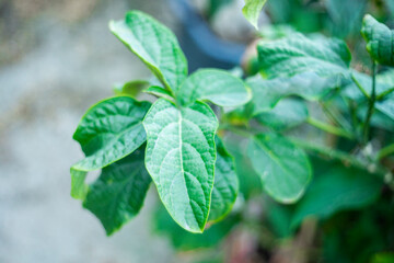  Holarrhena pubescens Wall blooms from March to July, and the fruits Holarrhena pubescens Wall begin to appear from June to December. The most appropriate time to harvest seeds Holarrhena pubescens 