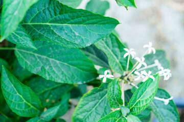  Holarrhena pubescens Wall blooms from March to July, and the fruits Holarrhena pubescens Wall begin to appear from June to December. The most appropriate time to harvest seeds Holarrhena pubescens 