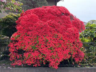 サツキの花
