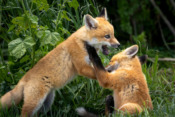 A pair of baby red foxes playing in the grass