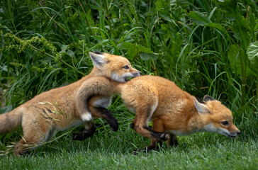 Naklejka na ściany i meble A pair of baby red foxes playing in the grass