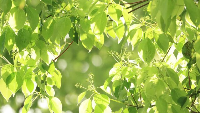 逆光に照らされて輝く新緑のクスノキの葉